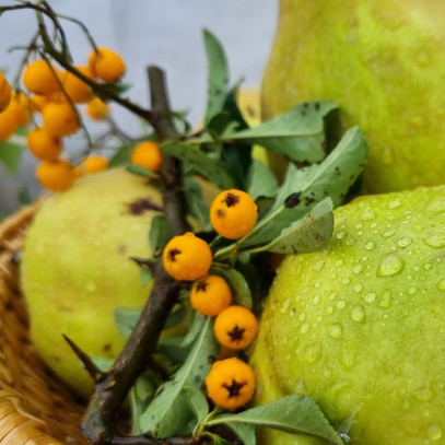 Obstbörse2023 12